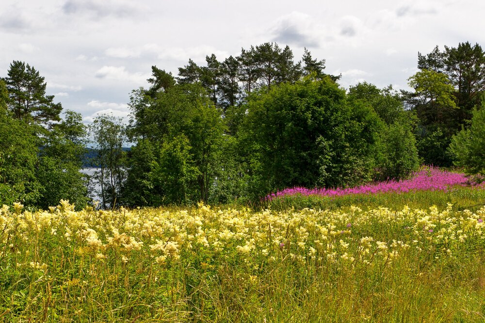 IMG_0457 Залив Кирьявалахти Иван-чай.jpg