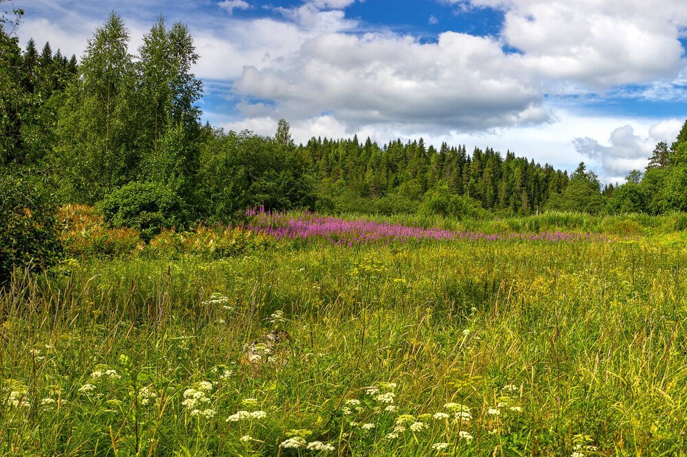 IMG_0443 Залив Кирьявалахти Иван-чай.jpg