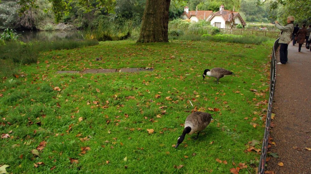 2010-10-04-Лондон-Сент-Джеймский парк-012.jpg