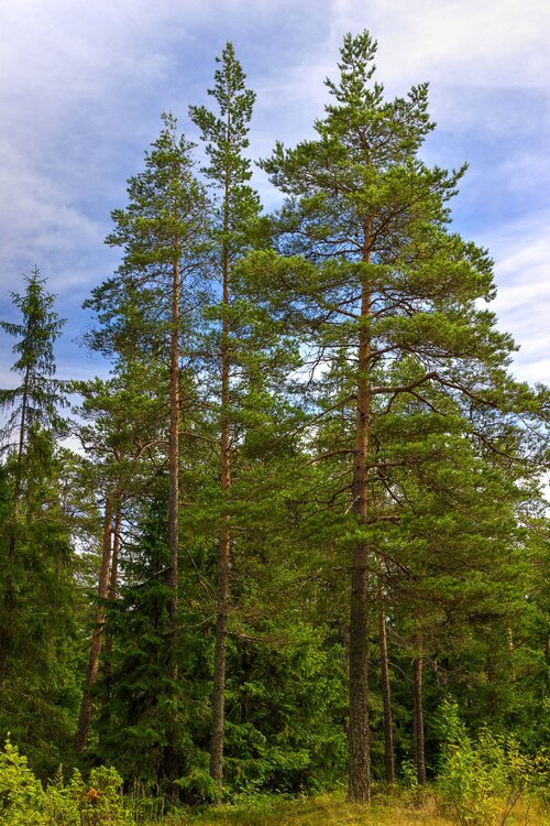 IMG_9957 Валаам.jpg