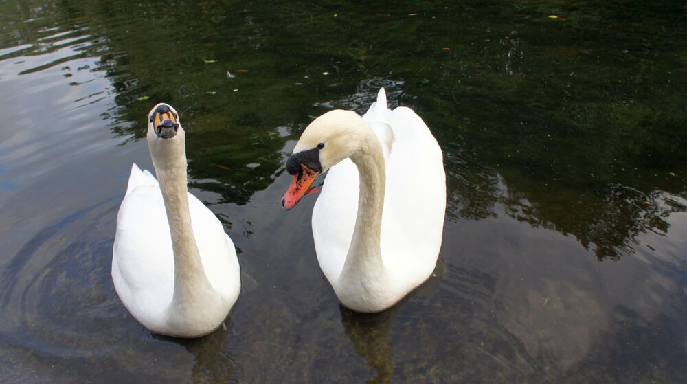 2010-10-04-Лондон-Сент-Джеймский парк-024.jpg