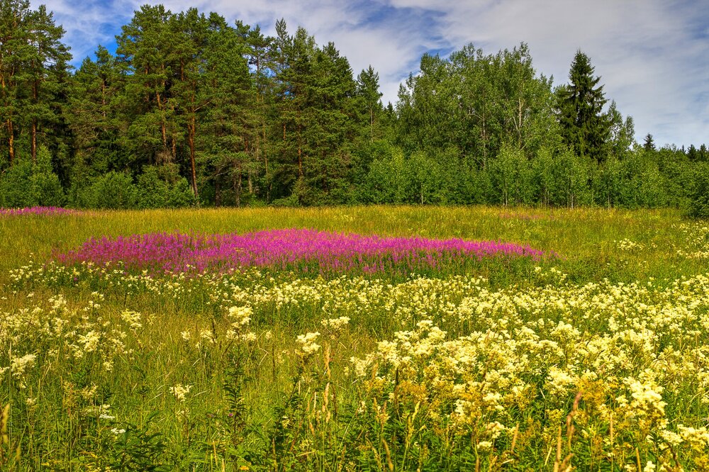 IMG_0470 Залив Кирьявалахти Иван-чай.jpg