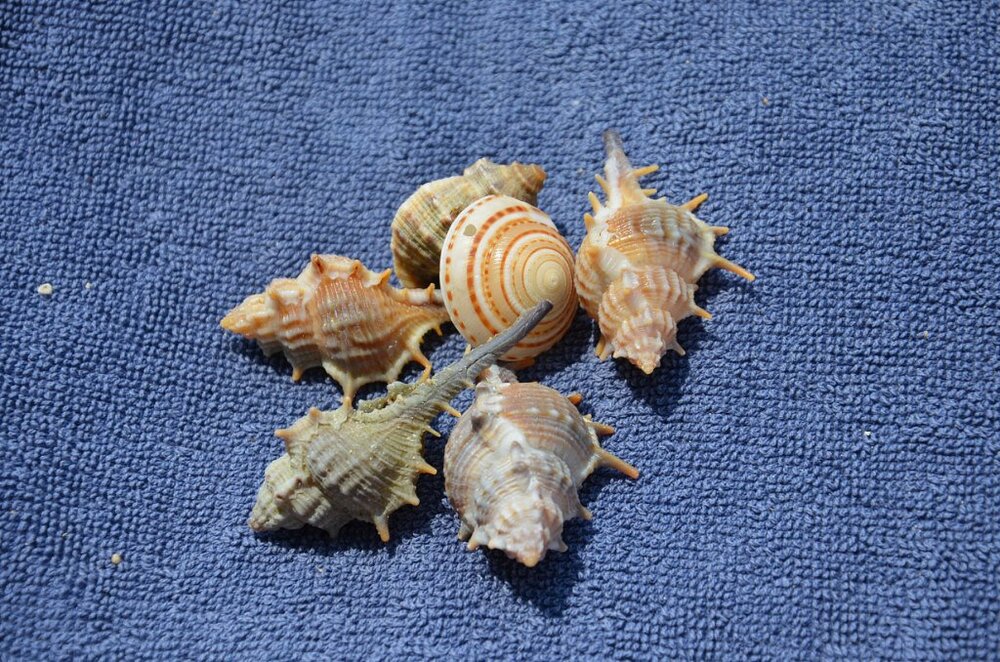 image-2020-02-11 18_00_11.jpg