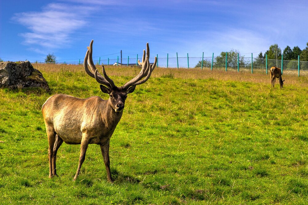 IMG_0527 Зоопарк.jpg