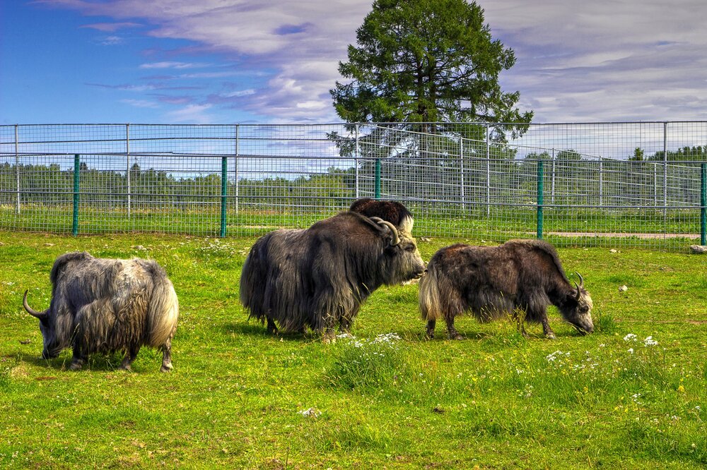 IMG_0530 Зоопарк.jpg