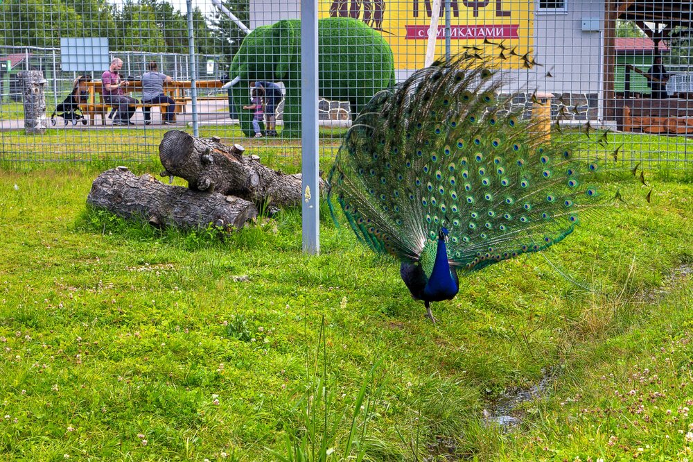 IMG_0531 Зоопарк.jpg