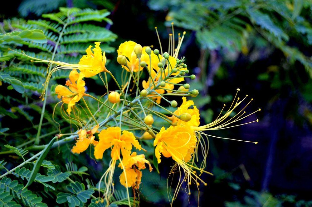 DSC_0456.JPG