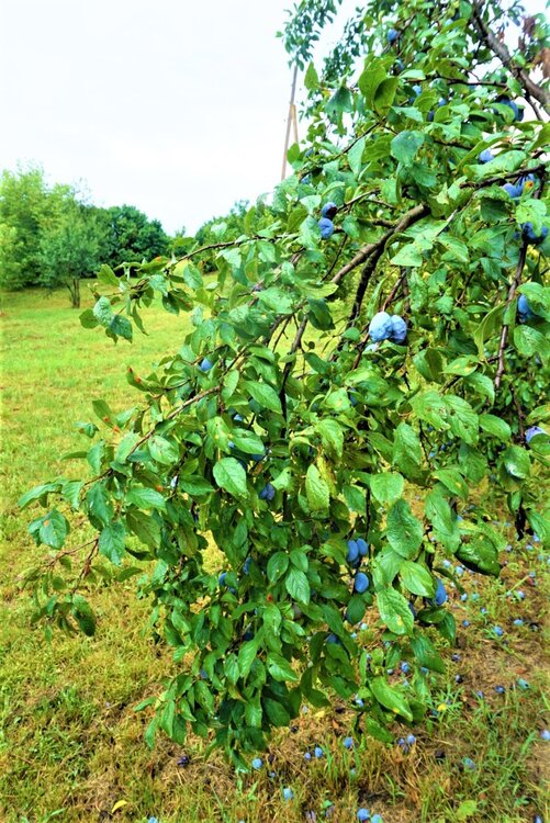 Сербия 2-й день 9.jpg