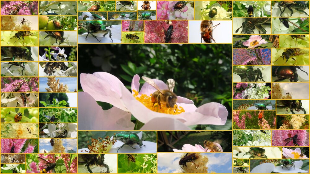 11 За мёдом.jpg