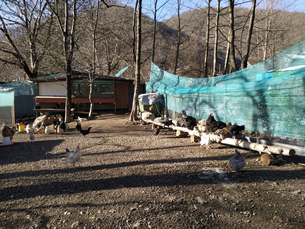 курятник.jpg