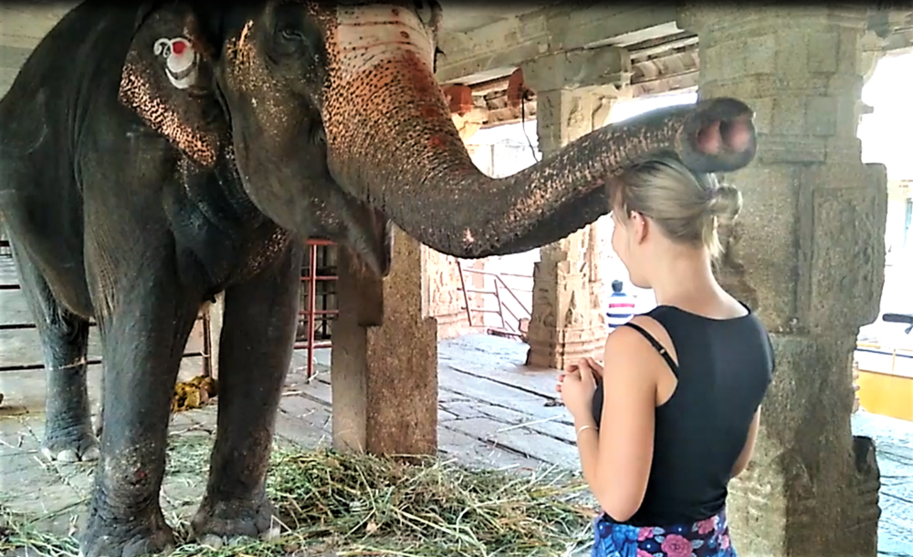 Основной интересностью второго двора храма Вирупакша является живая слониха Лакшми, которая за любую монетку вложенную её в хобот этим же хоботом вас благословит..png