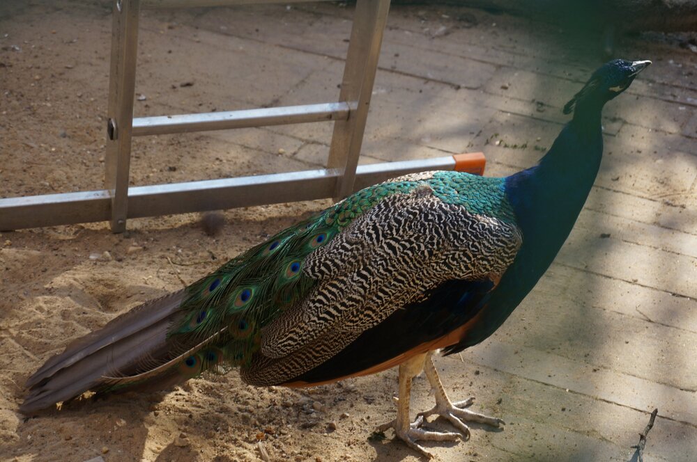 DSC07950.JPG