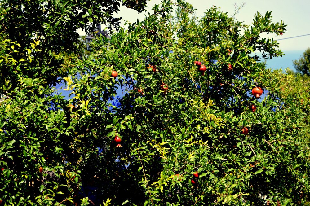 DSC_0316.JPG