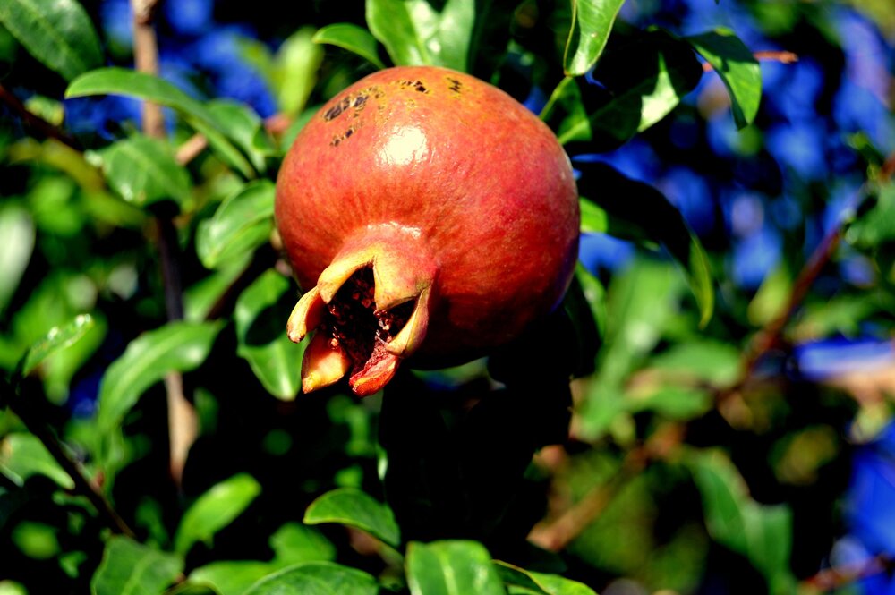 DSC_0321.JPG