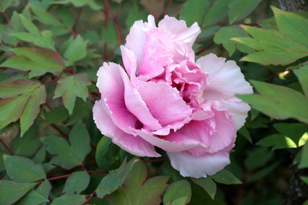 21_Вилла Ханакс_19.JPG