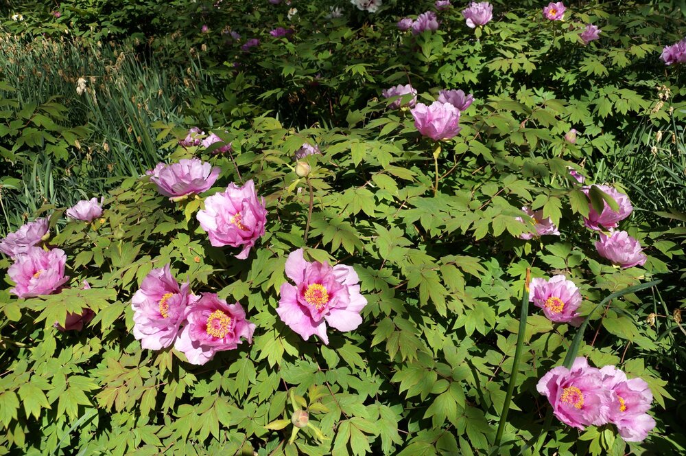 01_Никитский сад_15.JPG