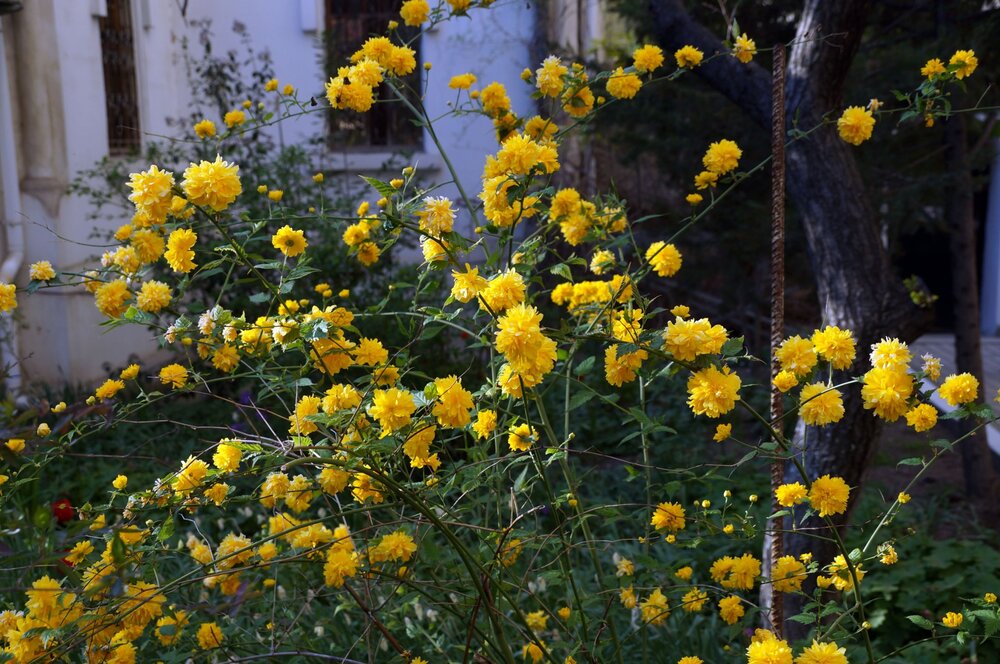 06_Свято-Клементовский мон-рь_15.JPG