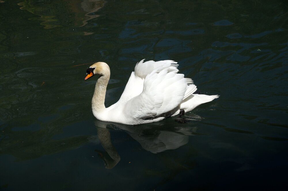 19_Воронцовский дворец_34.JPG