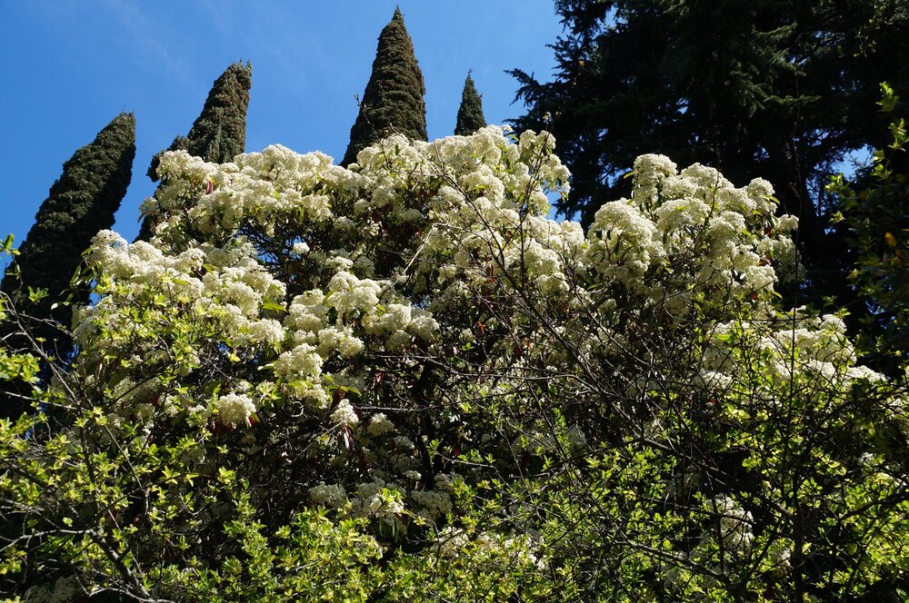 01_Никитский сад_26.JPG