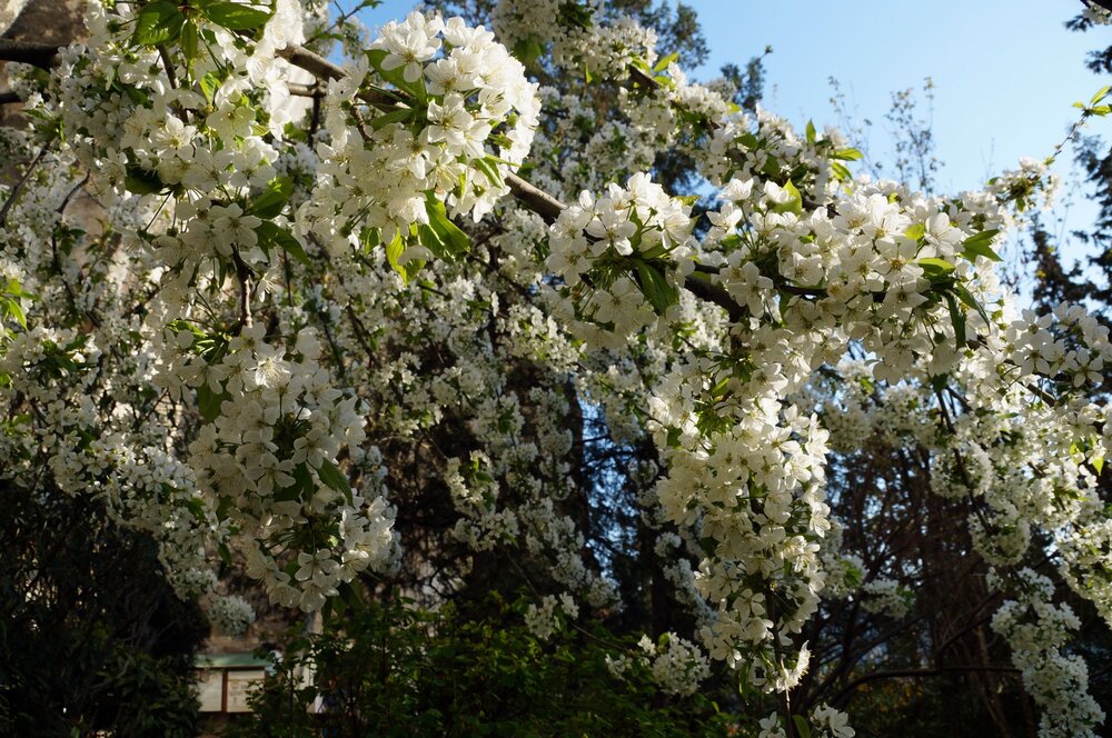 06_Свято-Клементовский мон-рь_16.JPG