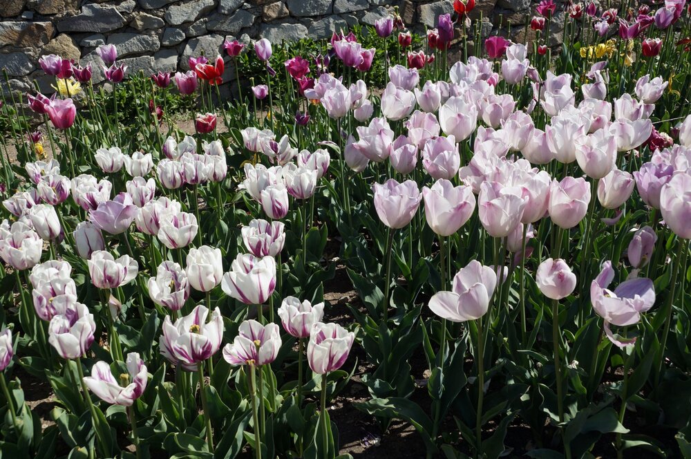 01_Никитский сад_16.JPG