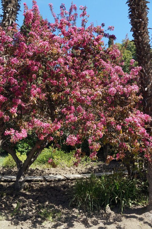 01_Никитский сад_31.JPG