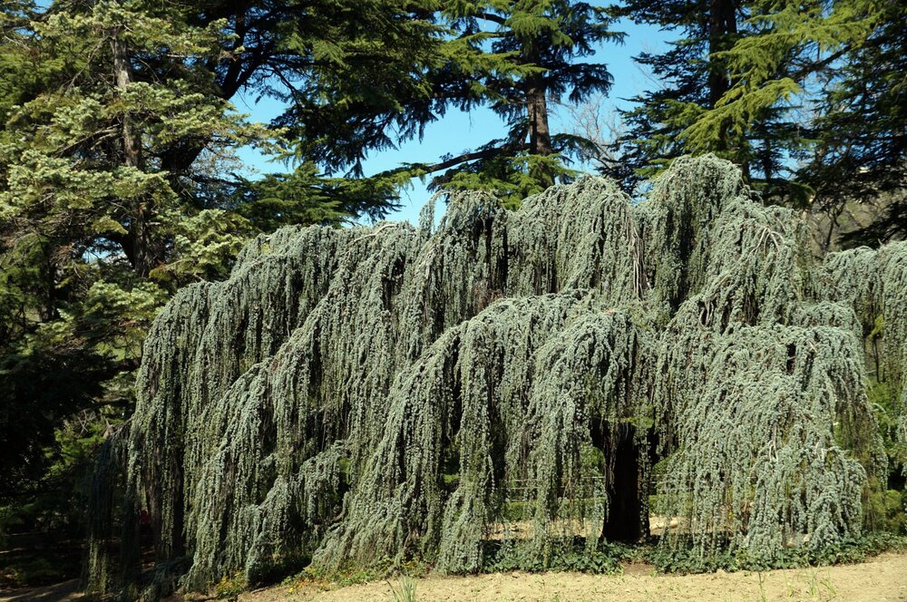 01_Никитский сад_23.JPG