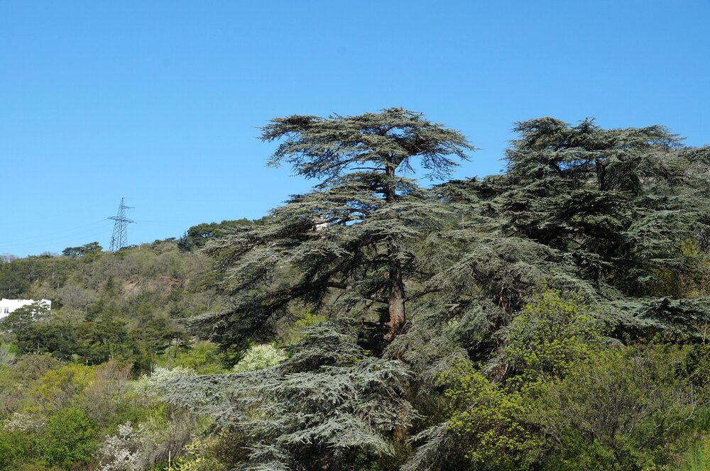 01_Никитский сад_21.JPG