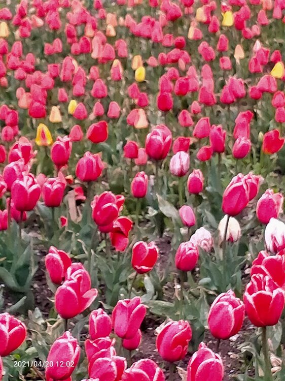 Фото крыма 1620.jpg