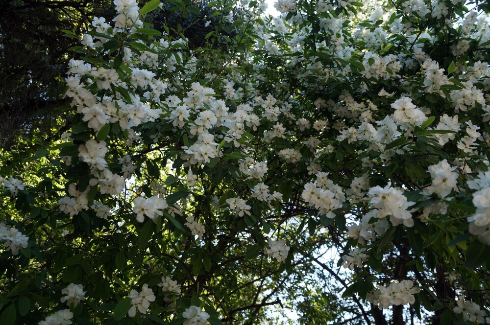 01_Никитский сад_27.JPG