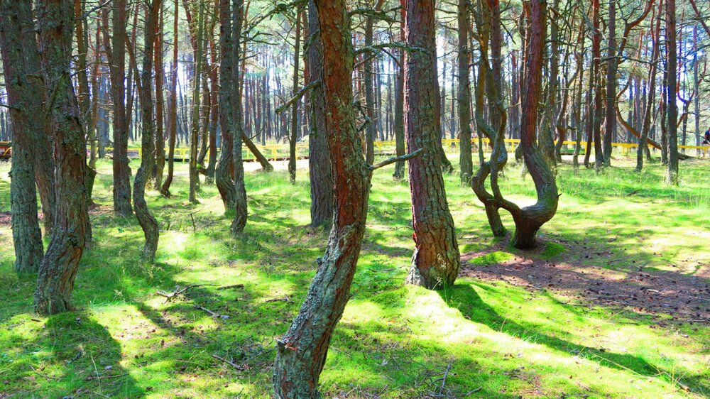 Калининград 486.jpg