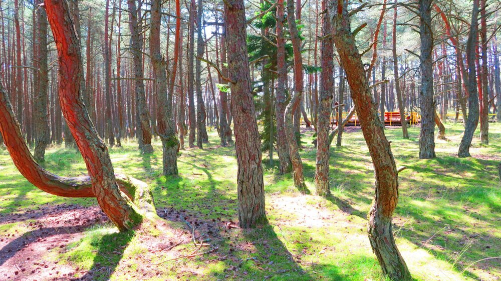 Калининград 487.jpg