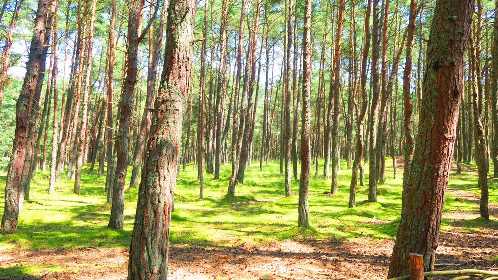 Калининград 482.jpg