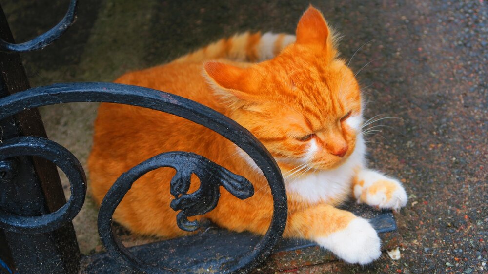 Калининград 651.jpg