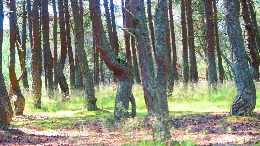 Калининград 490.jpg