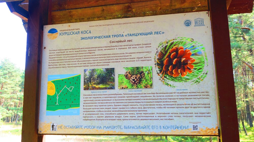 Калининград 481.jpg