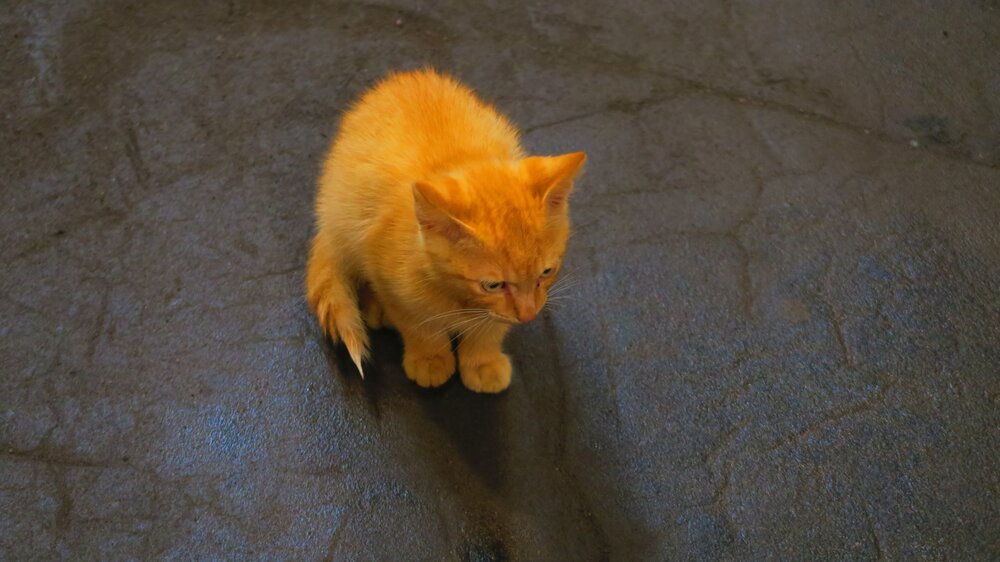 Калининград 782.jpg