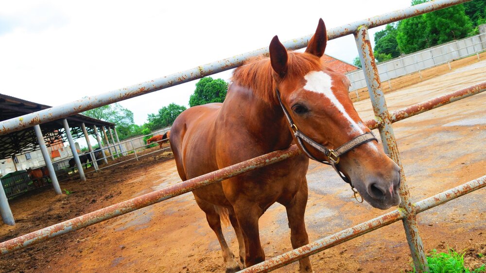 Калининград 325.jpg