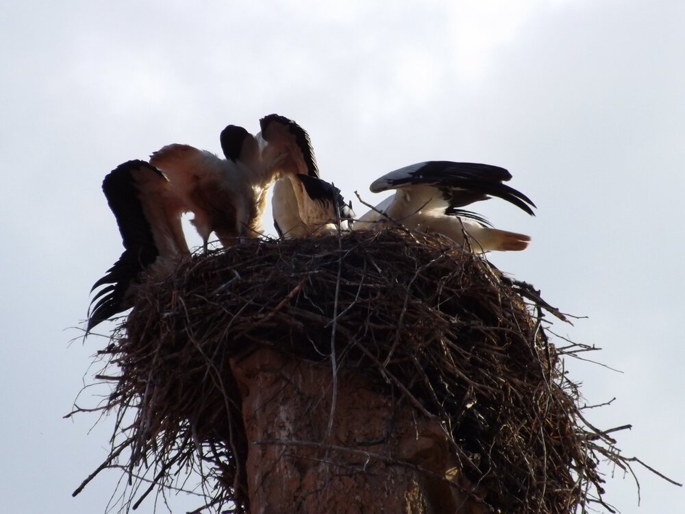 2Кениг зам3.JPG