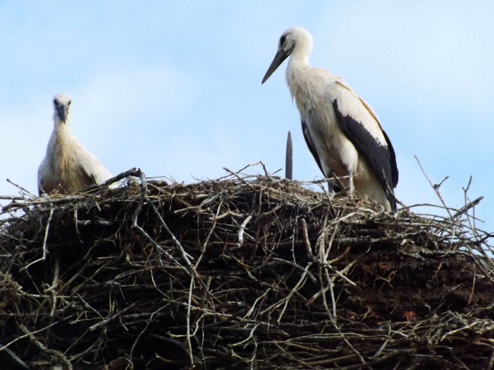 2Кениг зам2.JPG