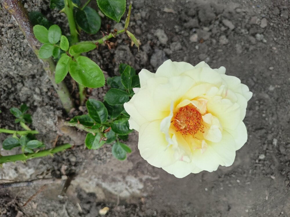 IMG20240723131037.jpg