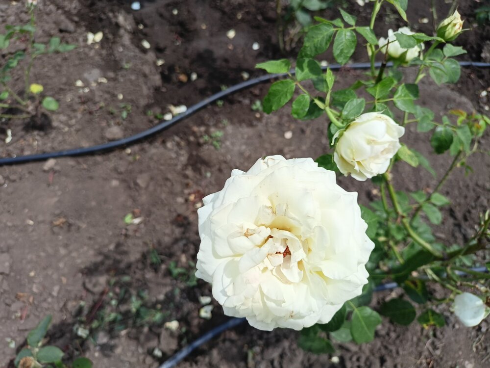 IMG20240723131836.jpg