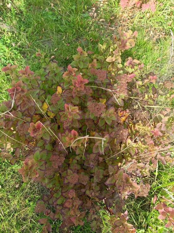 IMG20241008133959.jpg