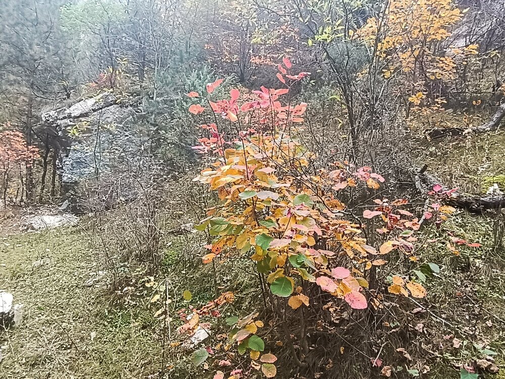 IMG_20241016_150042.jpg