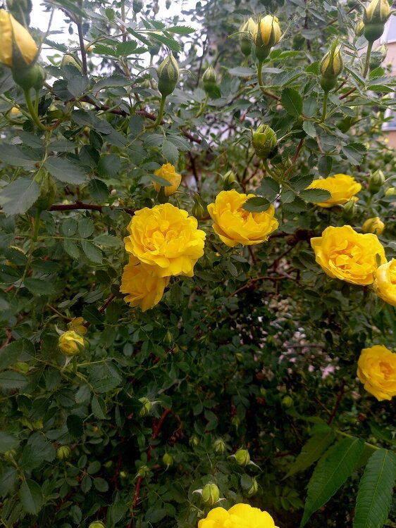 20250519_165810.jpg