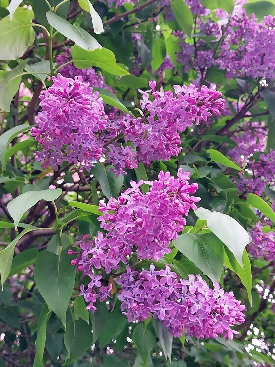 20250525_095230.jpg