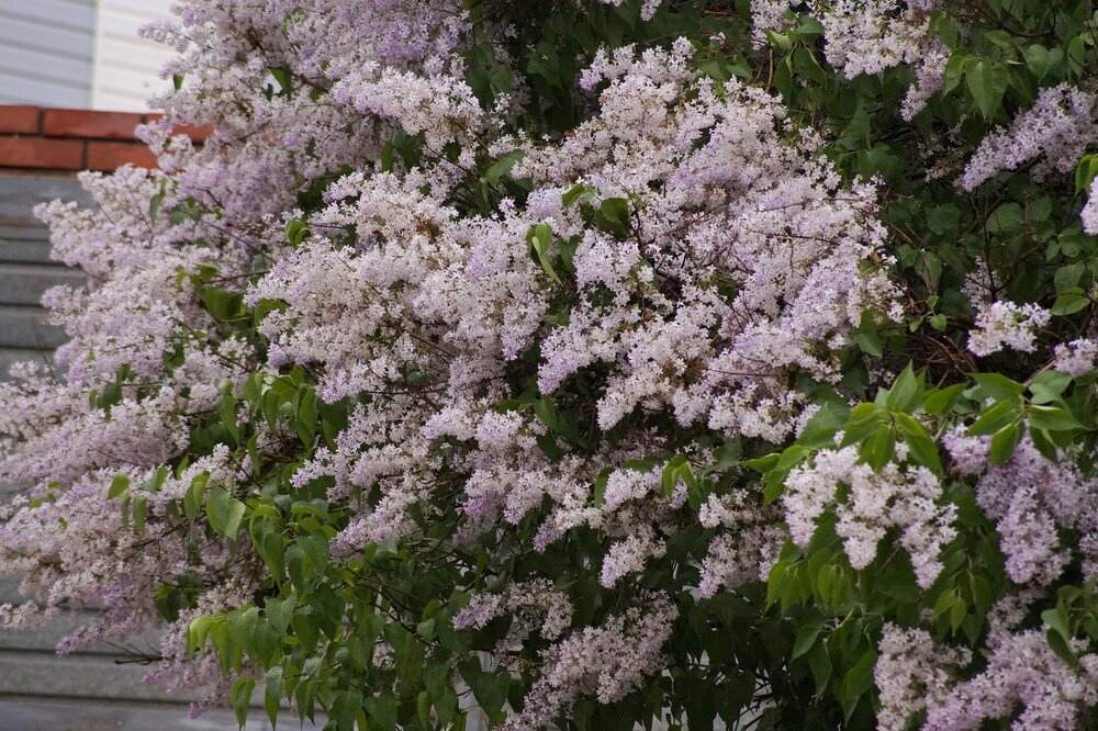 DSC08842.JPG