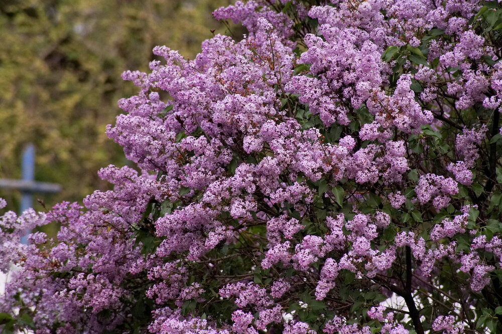 DSC08882.JPG