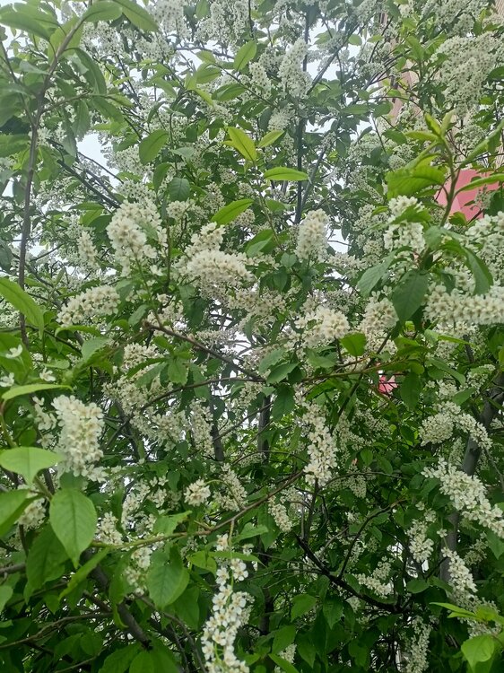 IMG20250512120155.jpg