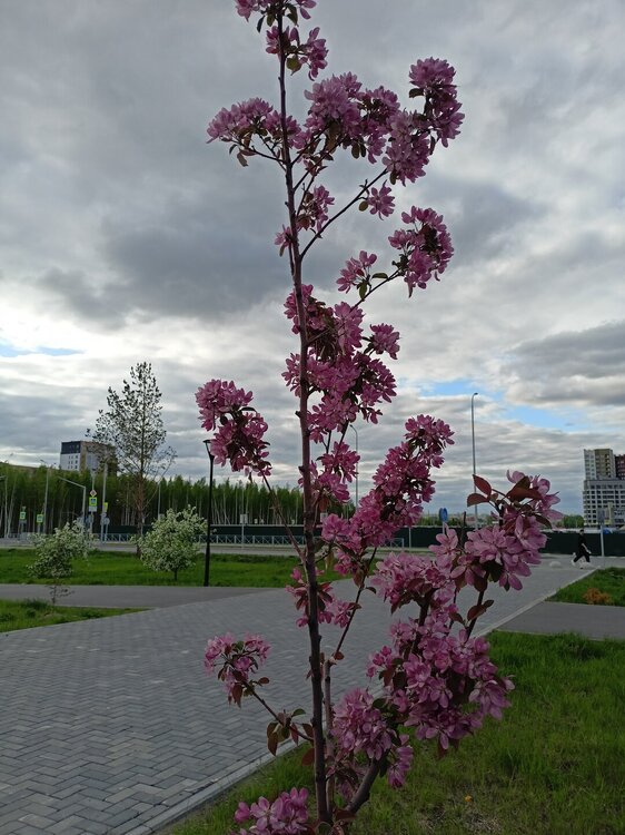 IMG20250517182027.jpg